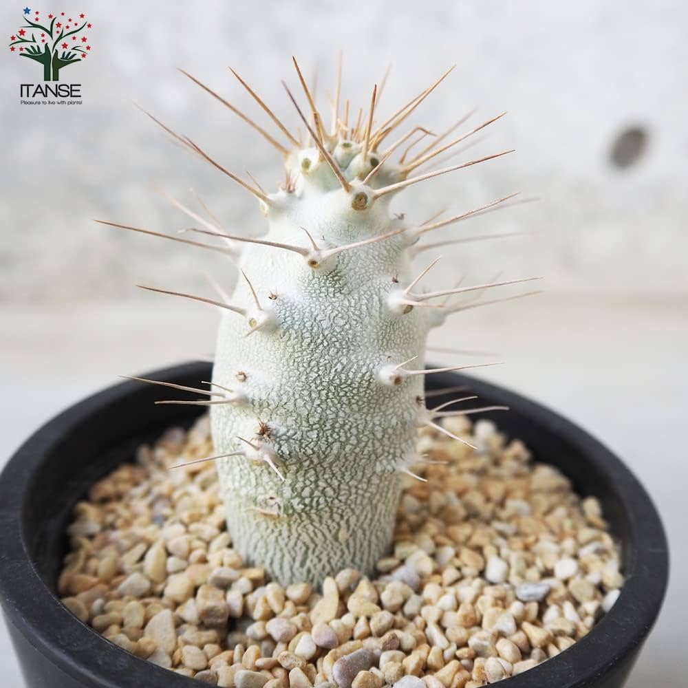 【大株】パキポディウムサンデルシー 白馬城 実生 塊根植物 多肉 Amazon｜パキポディウム サンデルシー(白馬城) 3.5号ポット