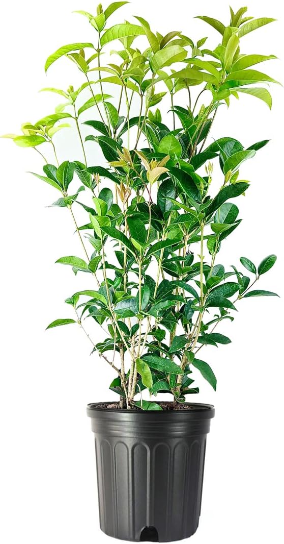 Fragrant Tea Olive Shrub | 2 Extra Large 3 Gallon Plants | Osmanthus Fragrans Blooming Specimen
