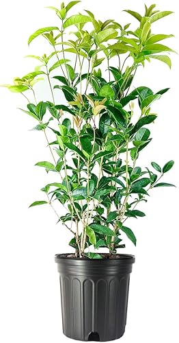 Arbusto de oliva de té fragante  3 plantas extra grandes de 3 galones  Espécimen floreciente de Osmanthus Fragrans