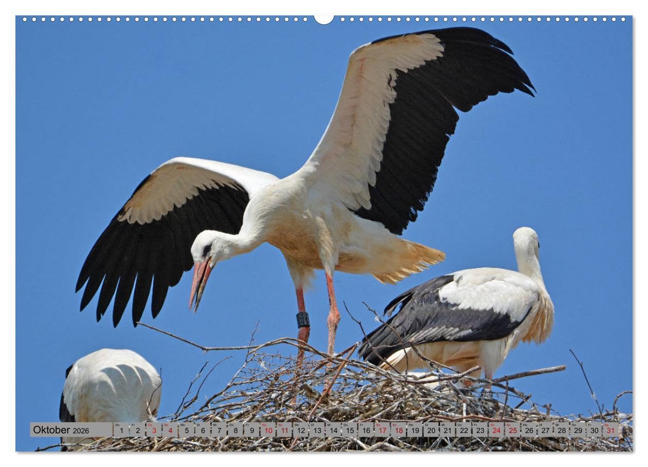 Zu Gast bei Familie Storch (Wandkalender 2026 DIN A2 quer), CALVENDO Monatskalender: Störche ... gern gesehene Gäste in Deutschland (CALVENDO Tiere)