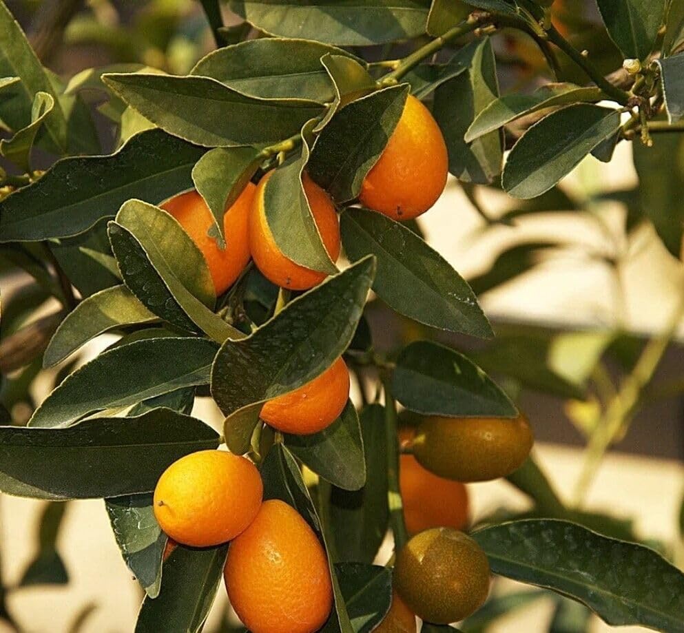 Pianta di Agrumi di Sicilia Kumquat 12 anni in Mastellino ø40 cm Vivaio di Castelletto