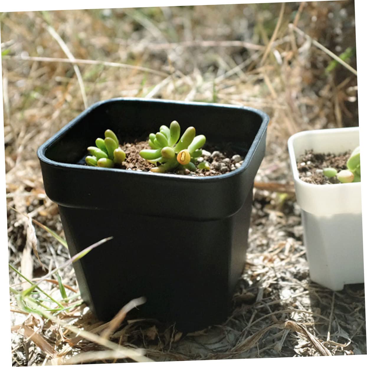 Kisangel 60 Pièces Pot De Semis Jardinière De Départ Pots De Plantes s De Plantation Polyvalents ES pour L' Jardinière Succulente De Fleur Mini PP