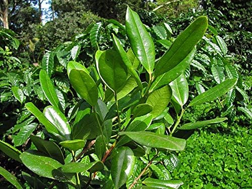 ASTHA All spice Plant, Jamaica Pepper (Pimenta Dioica) (B0CXVFSPNS) Amazon Price History, Amazon Price Tracker