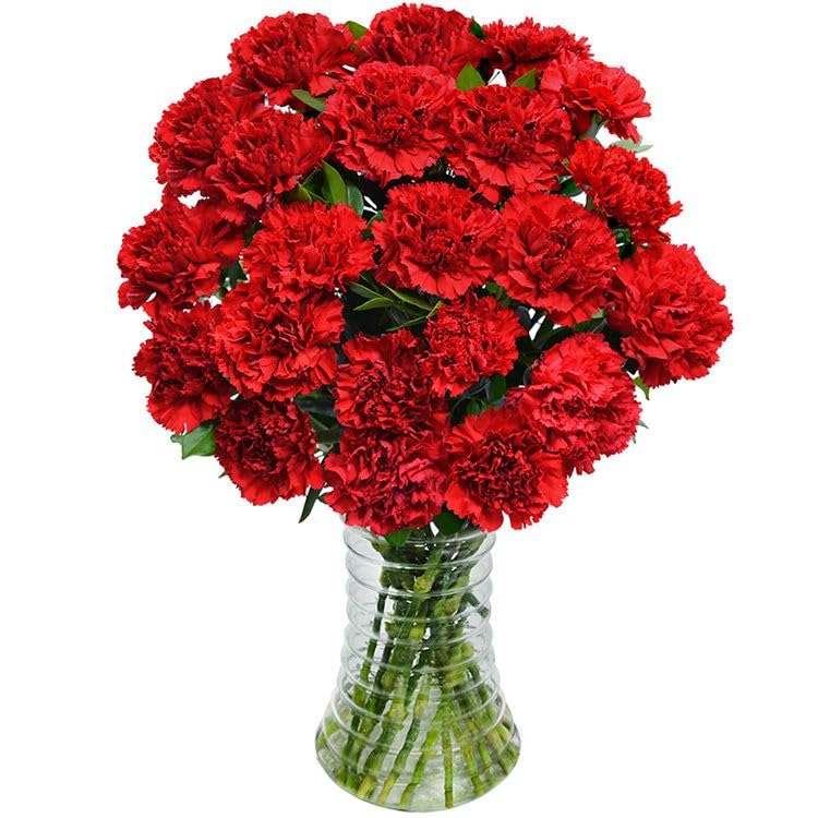 Ramo de Claveles Rojos Naturales con 50 Flores en Tonos Vibrantes Clavel Rojo Ocasiones Especiales