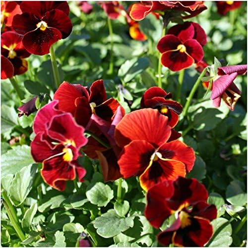 Miniatura 2 de Seed Needs, Arkwright Semillas de viola rubí  600 semillas tradicionales para plantar viola cornuta  Plantas anuales de flores rojas para atraer