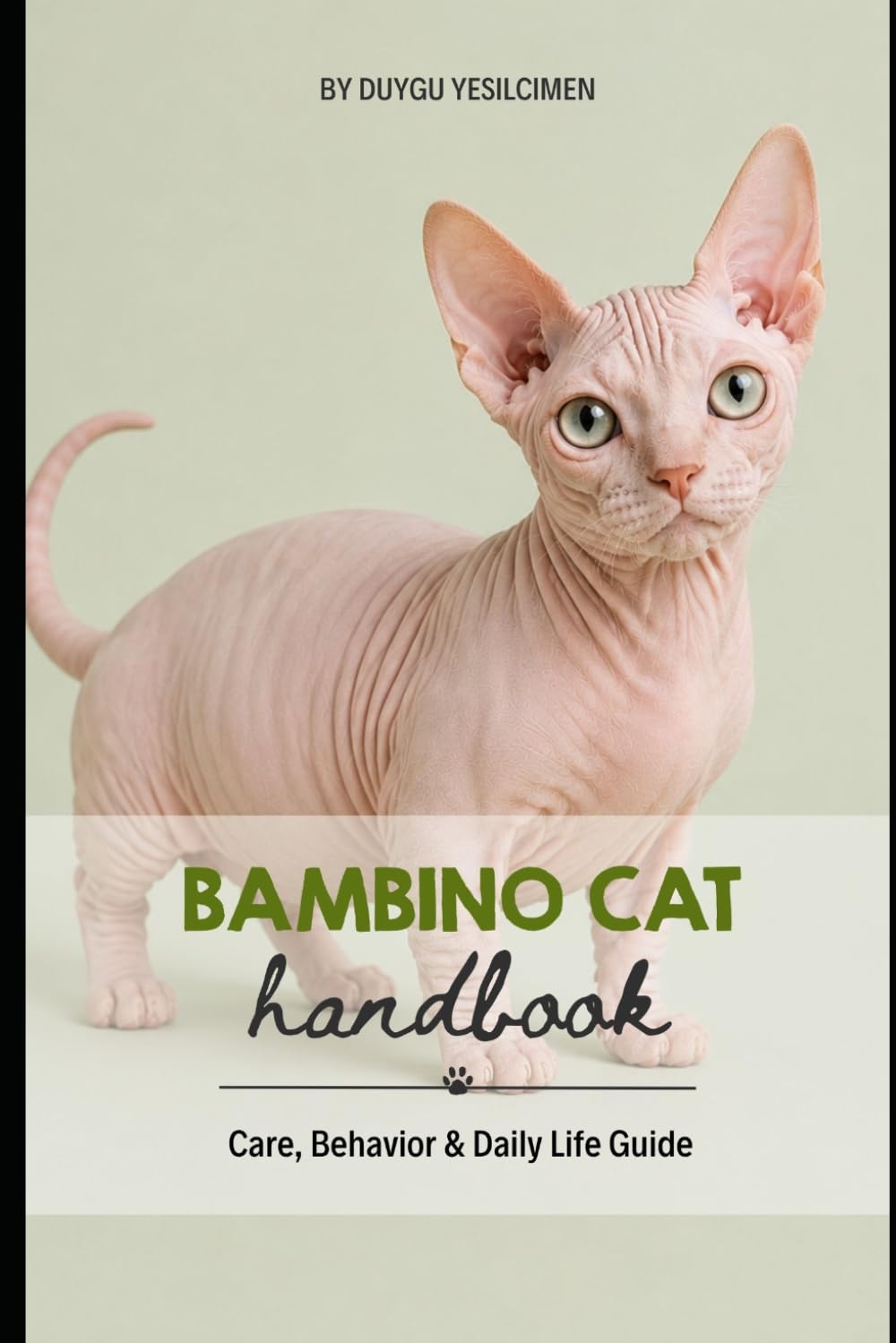 Bambino Cat: Care, Behavior & Daily Life Guide