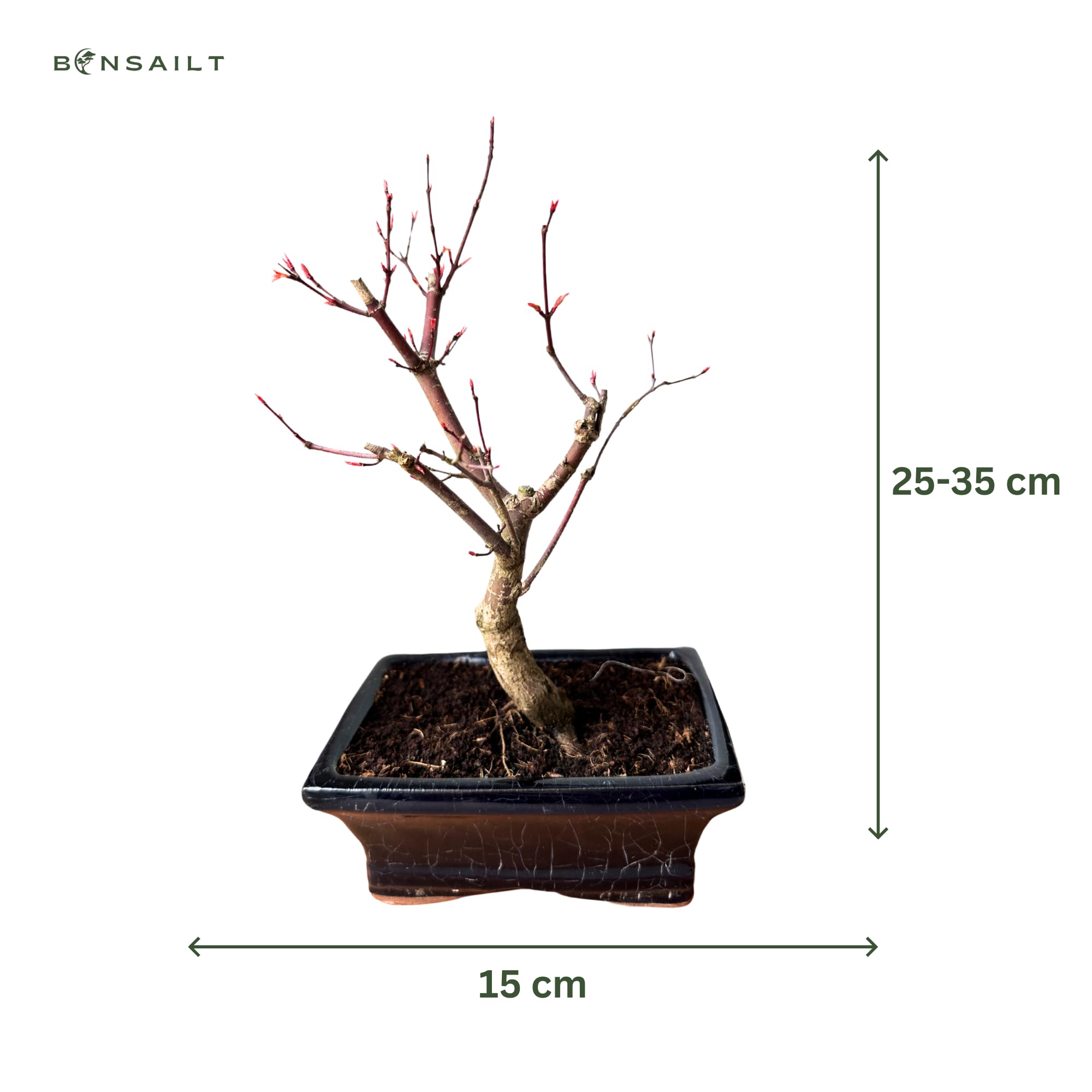 Bonsai DE - Bonsai baum Japanischer Fächerahorn - Acer (Ahorn) bonsai bäume/Japanische Ahorne/baum ist 25-30 cm hoch (Deshojo P15)