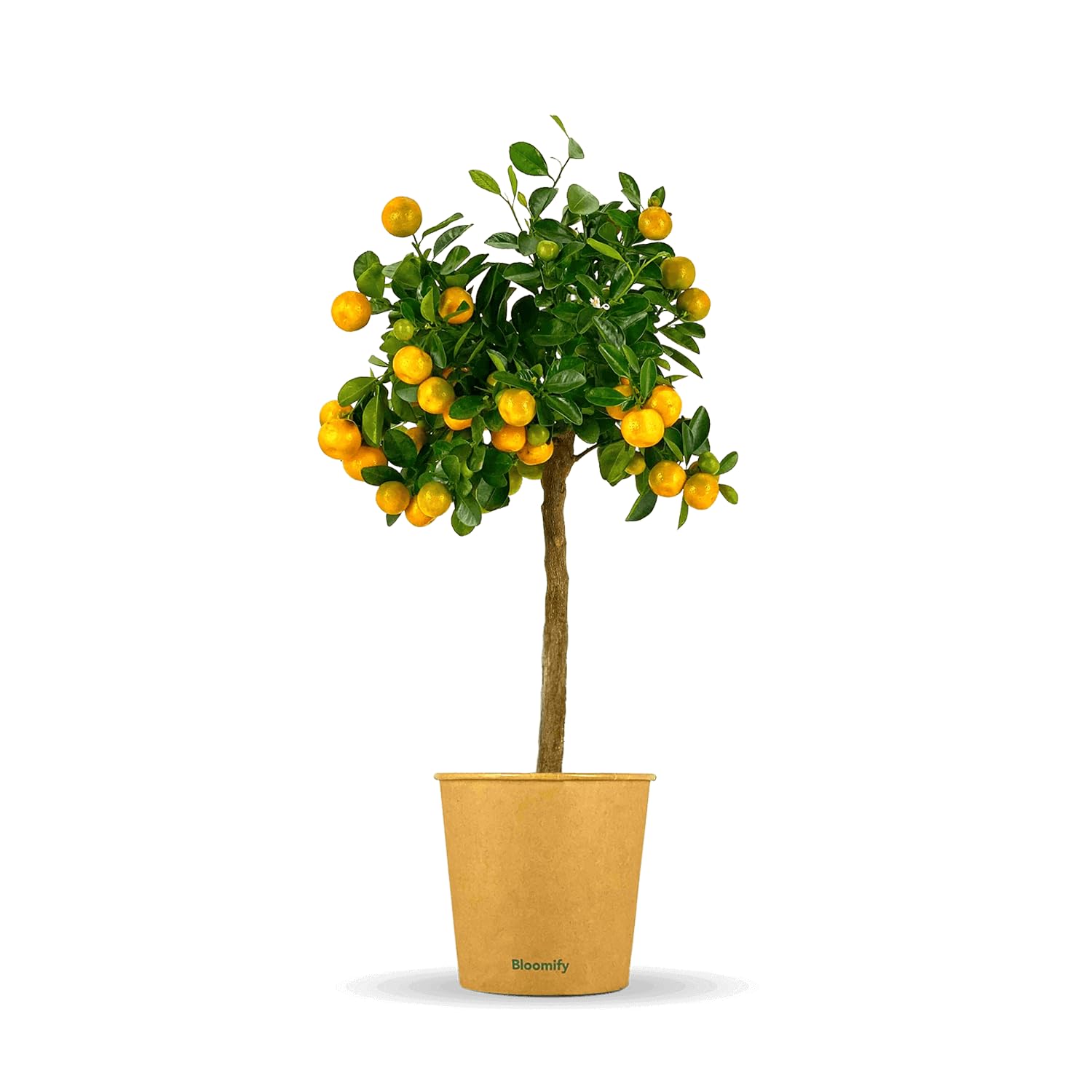 Bloomify® Calamondin-Orangenbaum "Carmen" | 70 bis 100 cm große selbstbefruchtende Calamondin Pflanze | pflegeleichter Calamondin Baum für Topf oder Kübel | schöne Blüten, aromatische Früchte