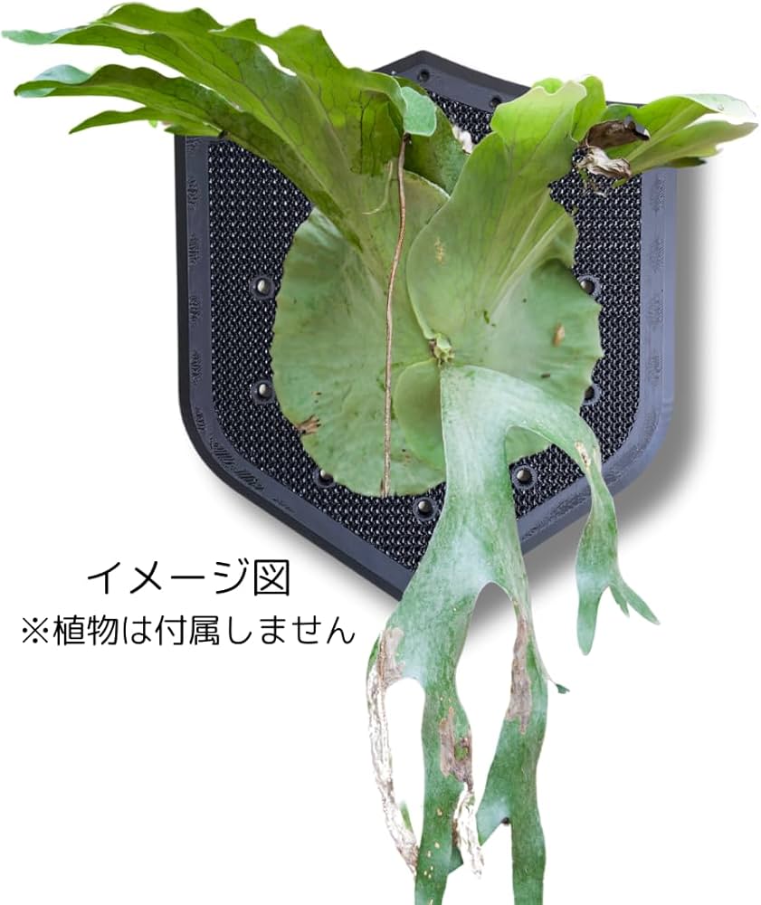 着生板 ビカクシダ 板付け トロフィー 鉄媒染T344 鉄媒染 木工