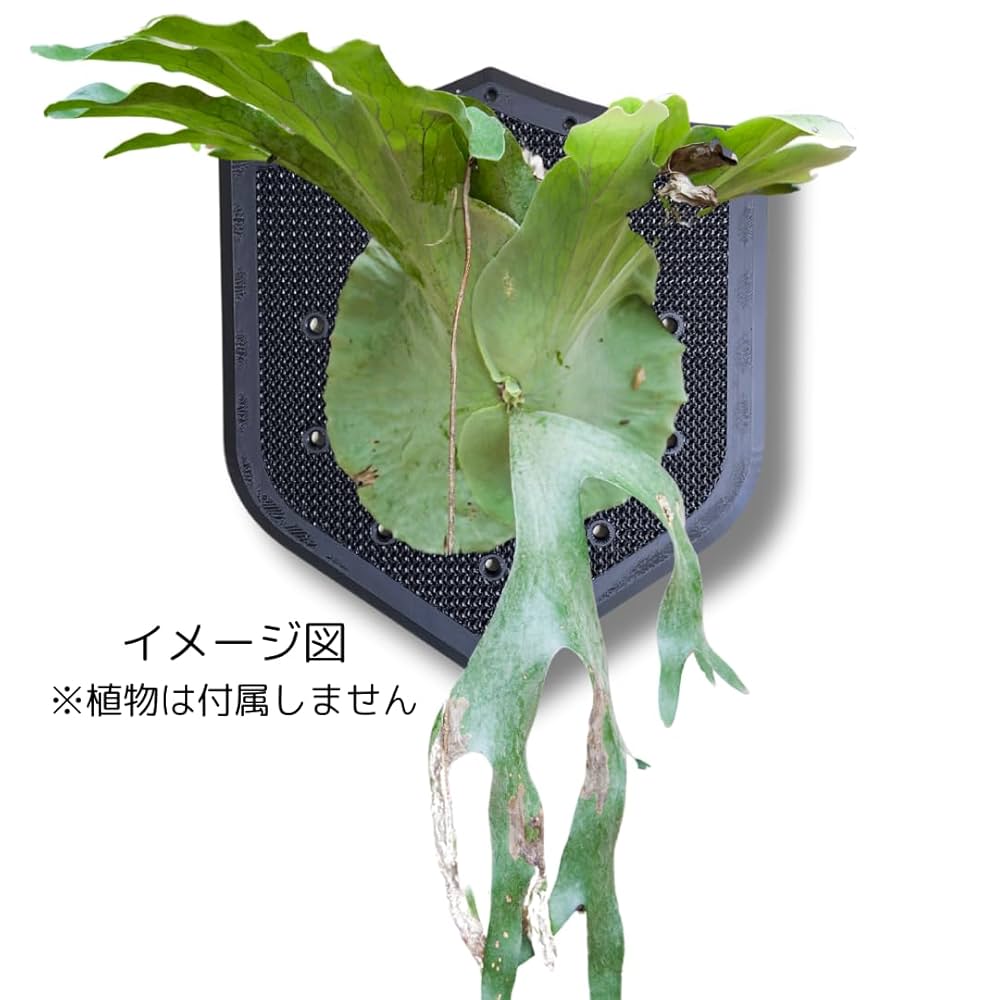 Amazon｜観葉植物着生用プレート シンプル形状 メッシュ構造