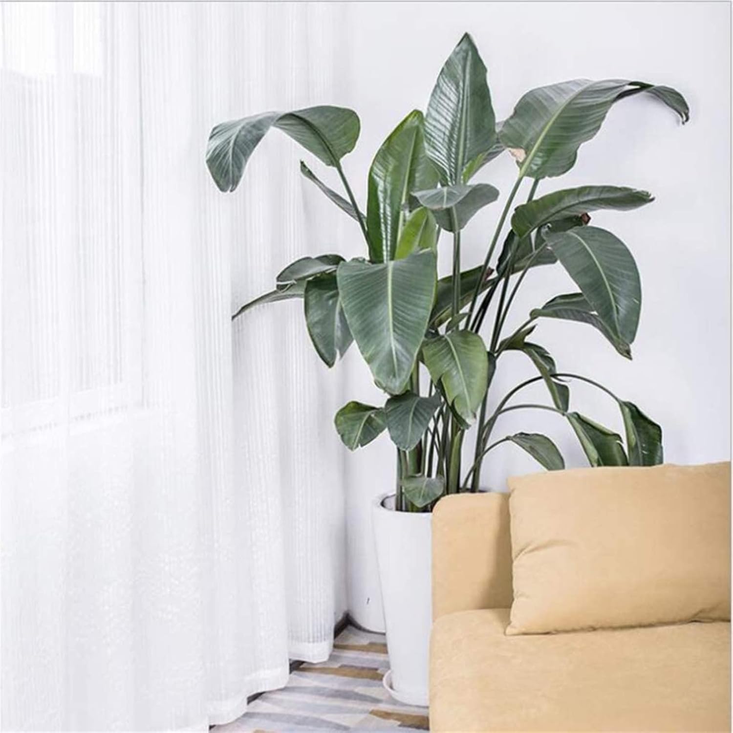 White Stripe Voile Curtains, Solid Color Semi Sheer Hook Up Curtain for Living Room Bedroom Valance Modern Panels 1 Pc (Color : White, Size : W250*H270cm)