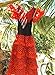 La Senorita Vestido Flamenco Sevillana Español Traje de Flamenca chica/niños rojo negro