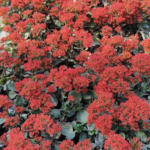 Best Nursery Kalanchoe Desi (any colour) in 3 Inch Plant Nursery Bag-image-18