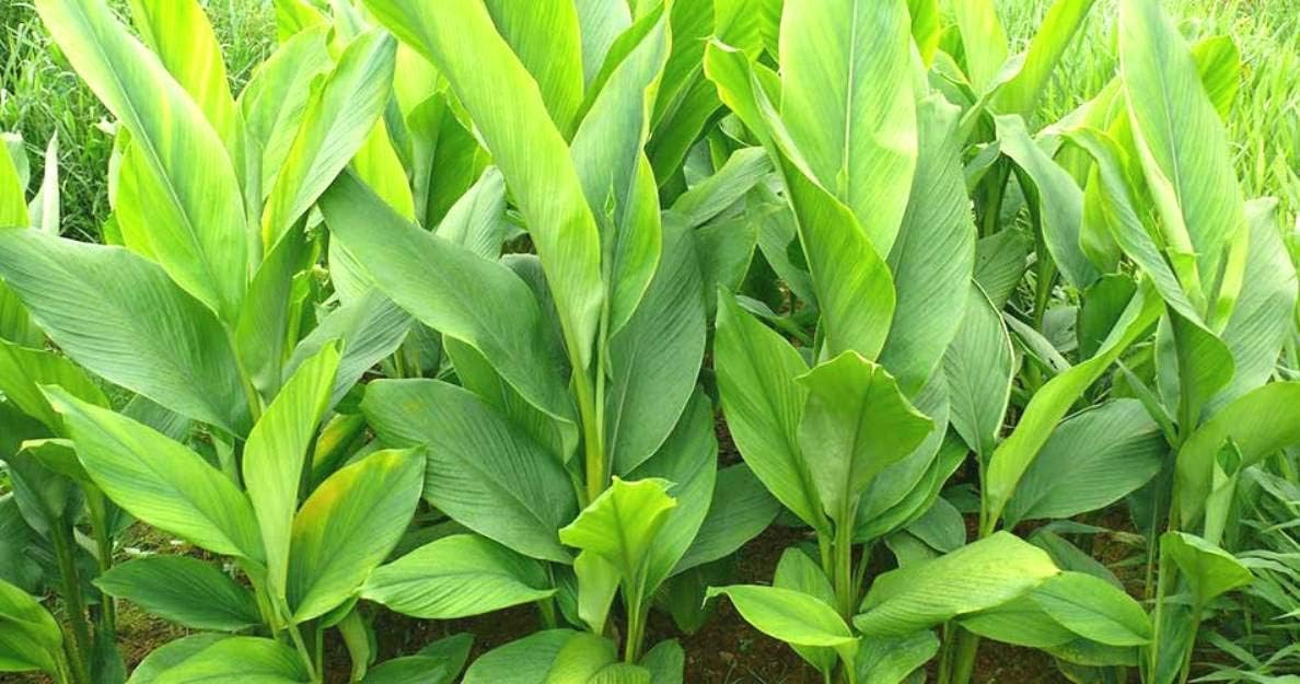 Indiana Herbalife Turmeric Haridra Haldi Manjal Haladi Halad Arishina Haldar Halodhi Arisina Halud Curcuma longa Ai-eng Live Plant