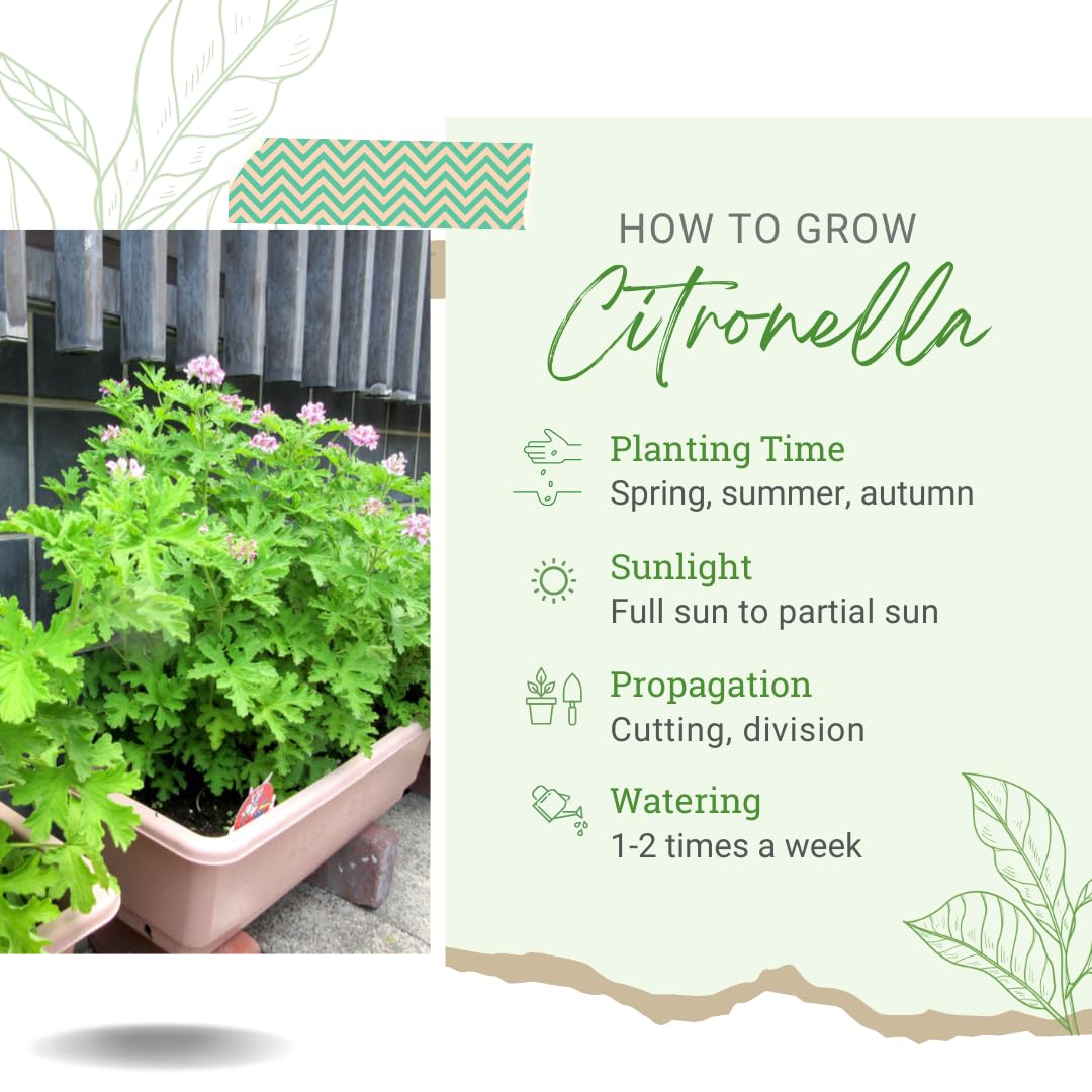 Amazon.com : 4 Citronella Plants Live, Citronella Live Plants, 5 to 7 Inc  Tall, Live Citronella Plant Indoor Outdoor, Citronella Indoor Plant,  Citronella Starter Plant : Patio, Lawn & Garden