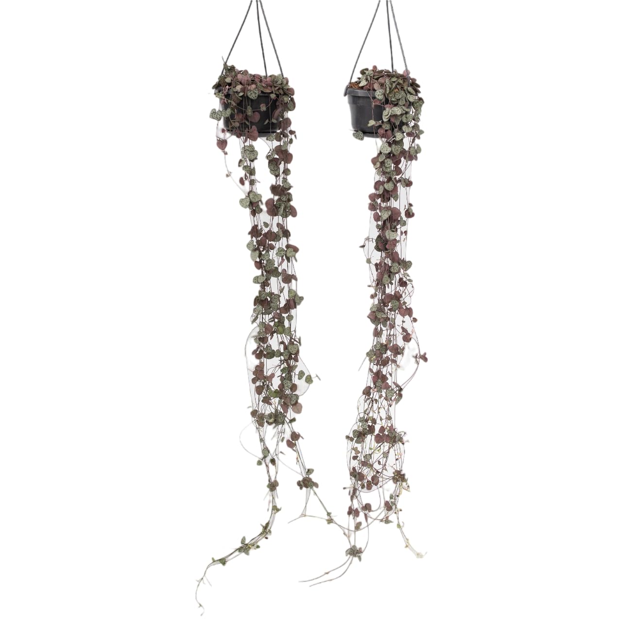 Plant in a Box - Ceropegia linearis Woodii - 2er Set - Lampionpflanze - Kettenpflanze - Topf 14cm - Höhe 20-30cm