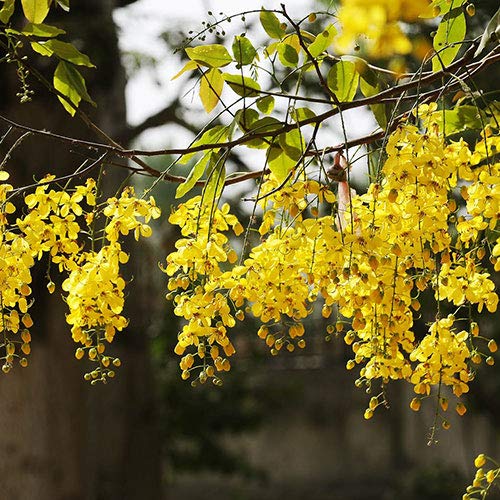 See full amazon price history chart for Rameshvar Enterprises | Amaltas Cassia Fistula (अमलतास) - Live Plant Rameshvar Enterprises | Amaltas Cassia Fistula (अमलतास) - Live Plant (B08CZV7J32) Amazon Price History, Amazon Price Tracker
