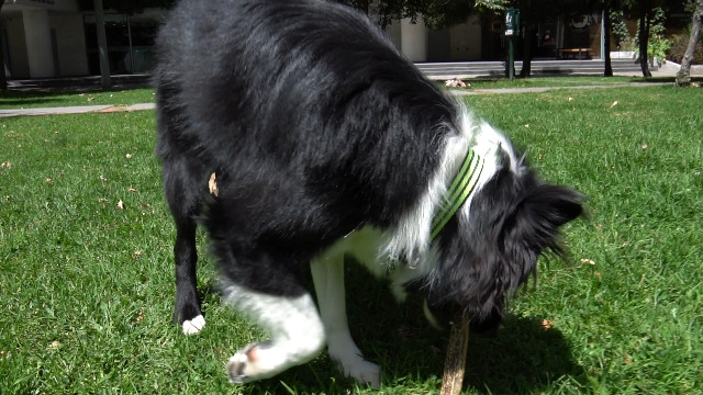 Snack Per Cani All'esofago Di Manzo Naturale - 500g, 15cm - Masticabili Salutari Senza Conservanti - Foto 9