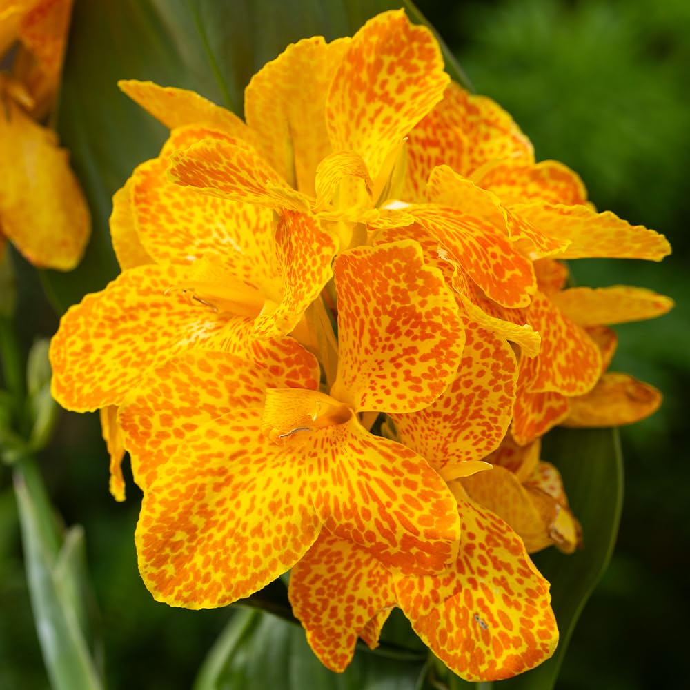 Yougarden Canna Cannova Orchid Flowered1 X Established Plant In 9Cm PotYellow Speckled BloomsReady To PlantPatio Colour from B&Q