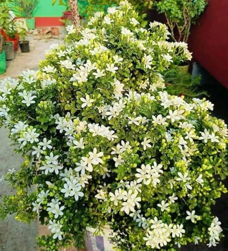 The Royal Gardening White Madhu Kamini Flower Highly Fragrant Flower Plant & Tree | Murraya Paniculata Flower Plant & Tree (Pack Of 1)