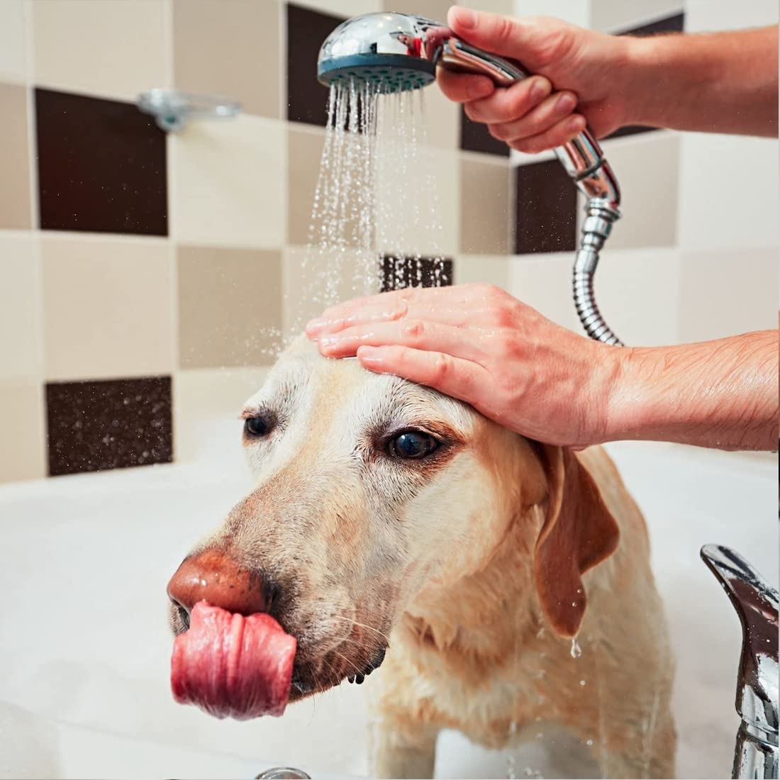 Bálsamo de Banana - Crema para Perros y Gatos – 1L - Ayuda a Normalizar la Elasticidad del Pelo - Mayor Suavidad y Brillantez - Ideal para Pelos Medios - IV San Bernard