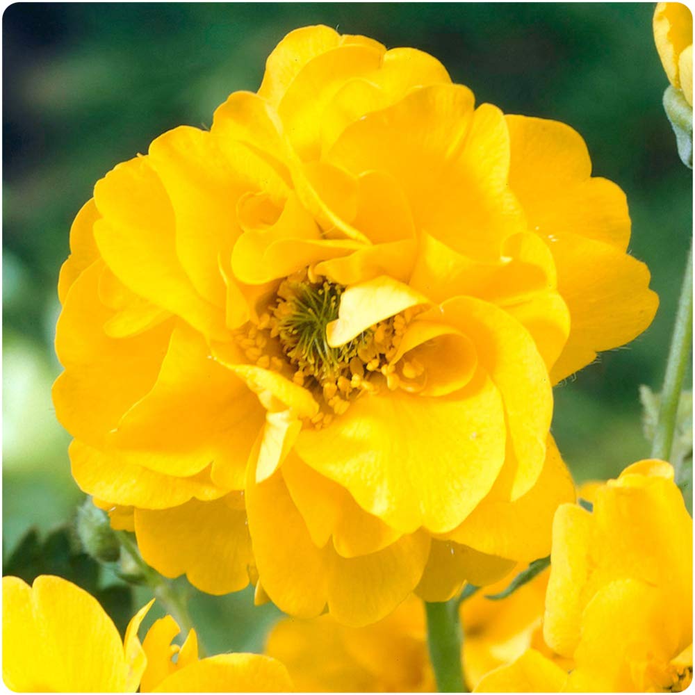 6 x Geum 'Lady Stratheden' Yellow Large Plug Plants Hardy Perennials
