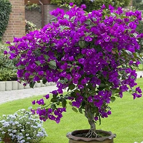 Great Climbing Bougainvillea Live English Variety Lesser Trinitaria Purple Color Santa Rita Paper Flower Bugambilia Plant Veranera Granada Kaguava with Pot (Pack of 1)