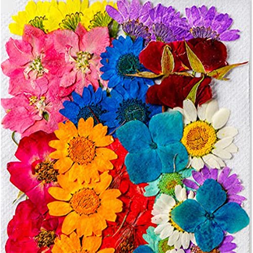 Flores secas surtidas para decoración DIY, 36 piezas miniatura 6