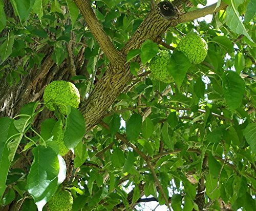 Hedge Apples Osage Oranges Maclura Pomifera, Pkg. of 4