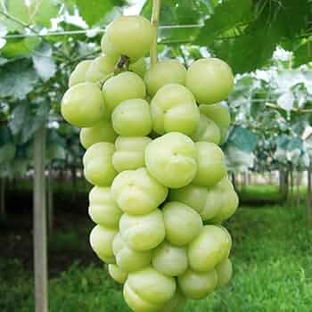 とうふ苗木 71oRrD6i1yL._UF894,1000_QL80_.jpg