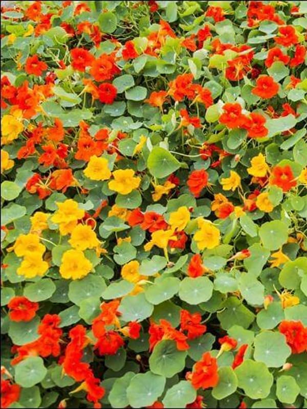 Miniatura 6 de Semillas Capuchina Mezcla Tall Trasero Berro Indio Flores Anuales