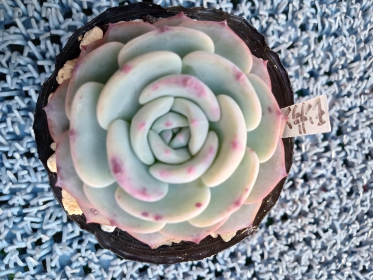 Amazon.co.jp: 多肉植物 モンブラン 抜き苗 エケベリア 7ハーフポット