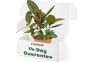 4 inch Rooted Rubber Tree 'Burgundy'- Live burgundy rubber plant, Easy care...