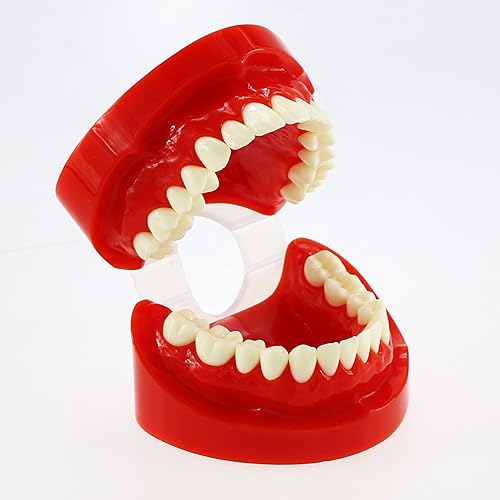 Miniatura 7 de Dientes naturales estándar para adultos modelo M7004 rojo superior e inferior para adultos estándar tipo de demostración de naturaleza para estudio
