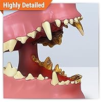 Vista 2 de GPI Anatomicals - Modelo de mandíbula canina con dientes, réplica para la educación en anatomía y fisiología canina, modelo de anatomía