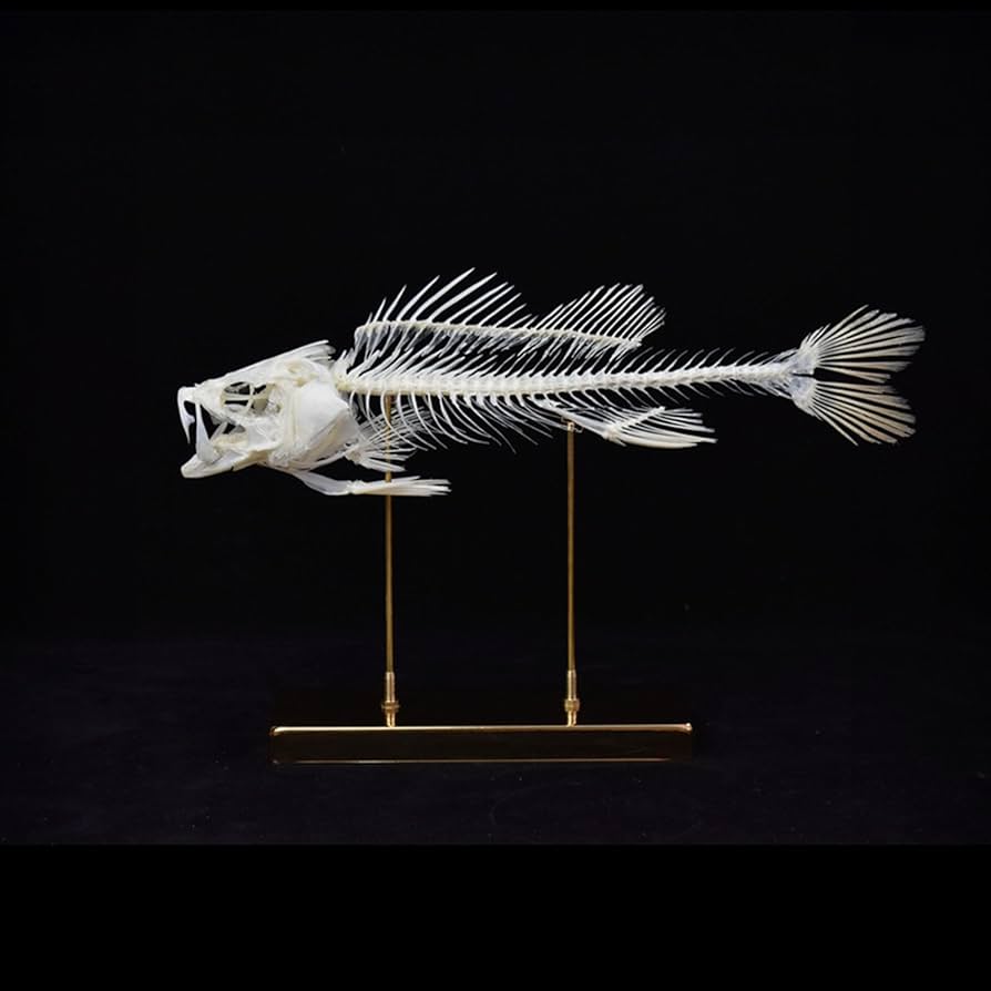 スズキ骨格標本 約60cm スズキ骨格標本 約60cm