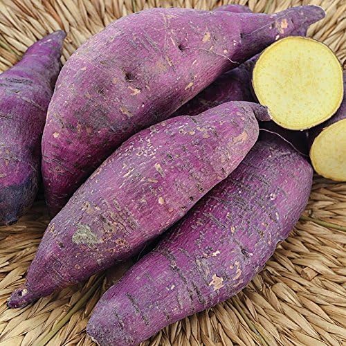Japanese Murasaki Sweet Potato Slips for Planting | Purple Skin, Golden Flesh Variety | High-Yield Garden Sweet Potatoes | Excellent Flavor & Storage | Non-GMO, Untreated (3 Slips)
