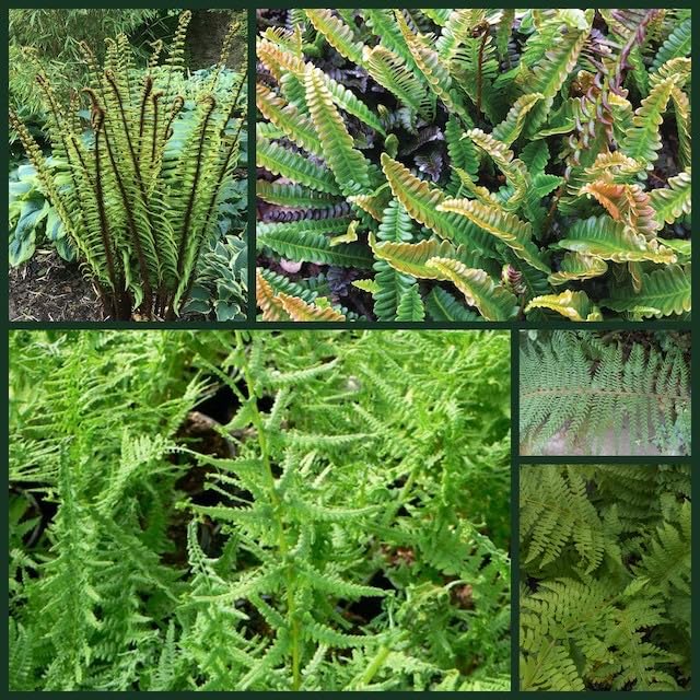 Mixed Hardy Ferns Collection, 4 Varieties, Shade Garden Plants