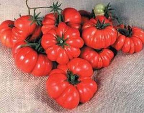 Miniatura 6 de Tomate Costoluto Fiorentino - Antigua reliquia toscana-delicioso(25 - Semillas)