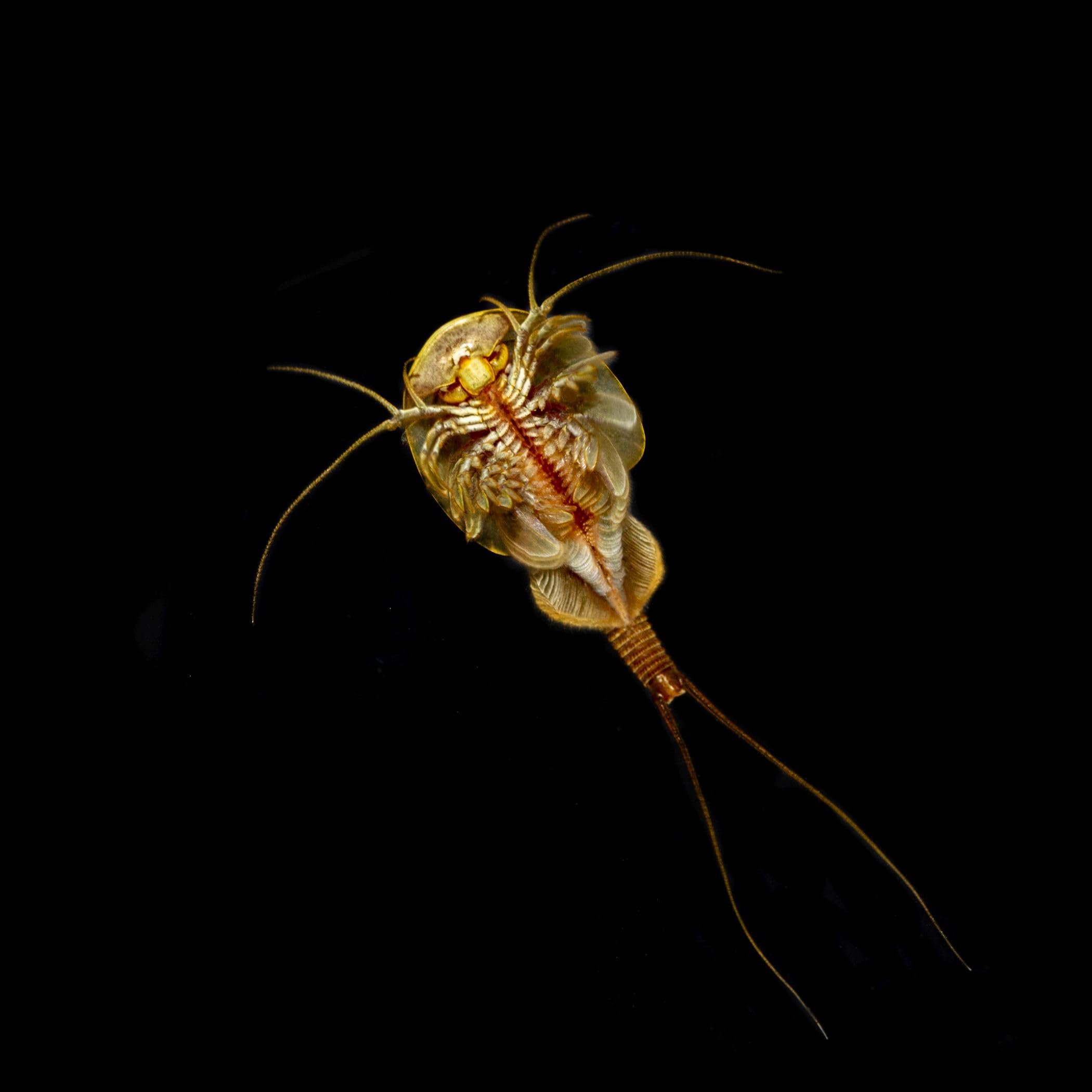 Triops Granarius Komplettset: 6 l Aquarium, ca. 200 Urzeitkrebse Eier, Filterset, Zubehör, Futter und Anleitung