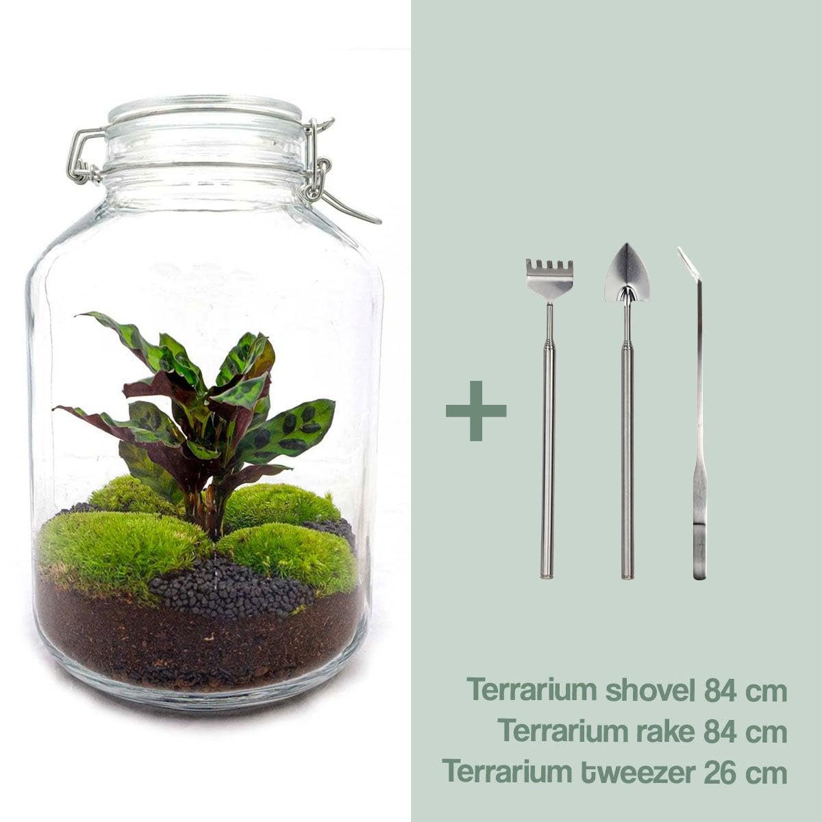 Terrario DIY de Vidrio con Calathea, Decoración de Interior, Verde, 28 cm