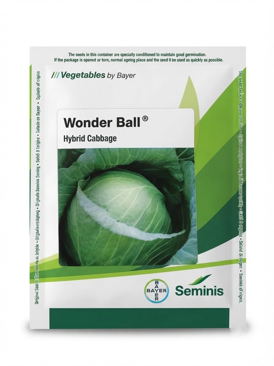 Seminis Wonder-Ball Hybrid Cabbage 2000 Seeds | Hybrid Variety, Vegetables, Good Germination, Home Gardening-image-48