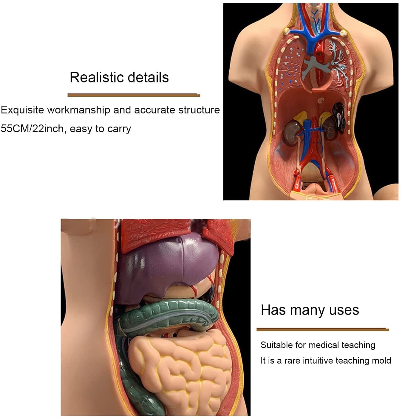 55 cm Anatomisches Modell Torso Menschlicher Körper Unisex 4D-Modell Brust Zwerchfell Herz PVC Lernspielzeug