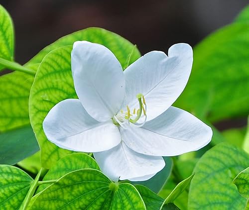 Miniatura 4 de Bauhinia acuminata  Enano  Orquídea blanca y nevada  5_Seeds