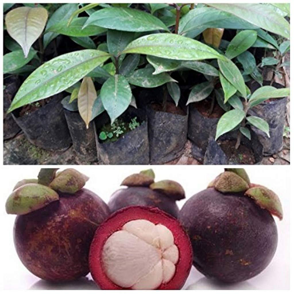 Creative Farmer 1 Healthy Rare Live Plant Purple Mangosteen Queen Of The Fruits Small Seedling Rare Plant (B08Q8KCLXW) Amazon Price History, Amazon Price Tracker