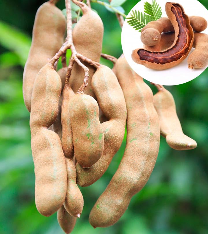Global Green - Chatpata Desi Tamarind Live Imli Plant Height 1-1.6FT (pack of 1) (B0CBLX9VRB) Amazon Price History, Amazon Price Tracker