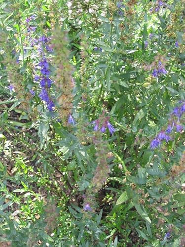 Ysop (Hyssopus officinalis) Bio - ca. 200 Samen