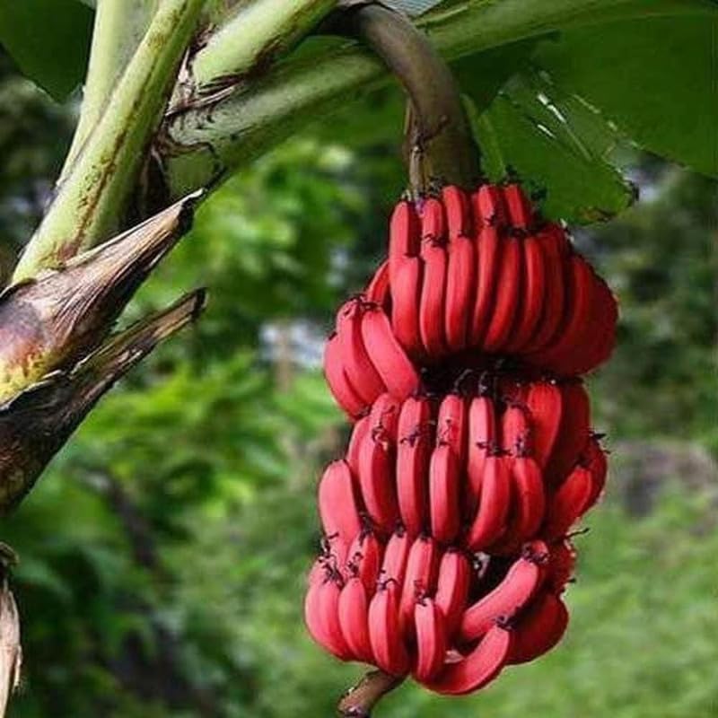Rahaman Enterprice " Real Live Banana Kela Fal Ka Podha Plant Green - Fruit Plants & Tree Outdoor Plant With Pot" Live Plant Tasty Banana Kela Tree Plant"Palayankodan" Rare Hybrid Plant (1-1.5 Ft) (B0CMX3YN9J) Amazon Price History, Amazon Price Tracker