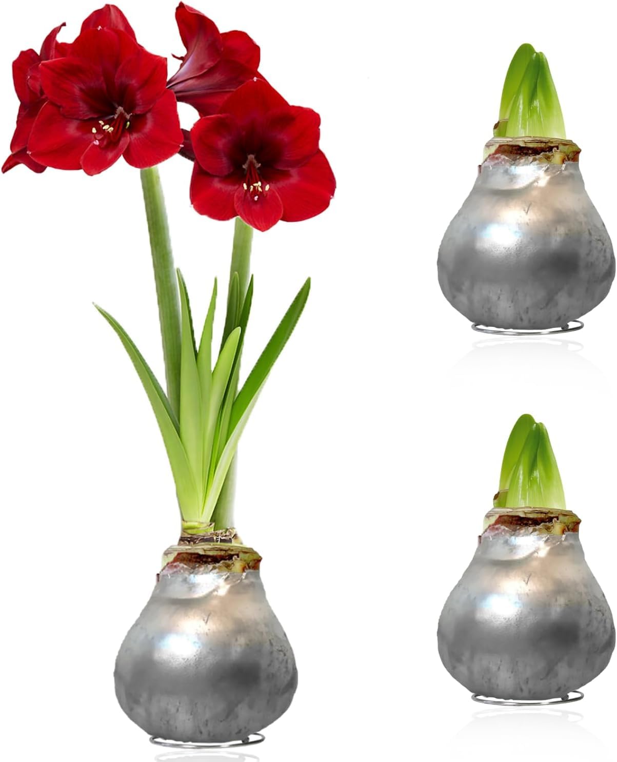 Amaryllis Bulbe en cire Silber - 2 pièces