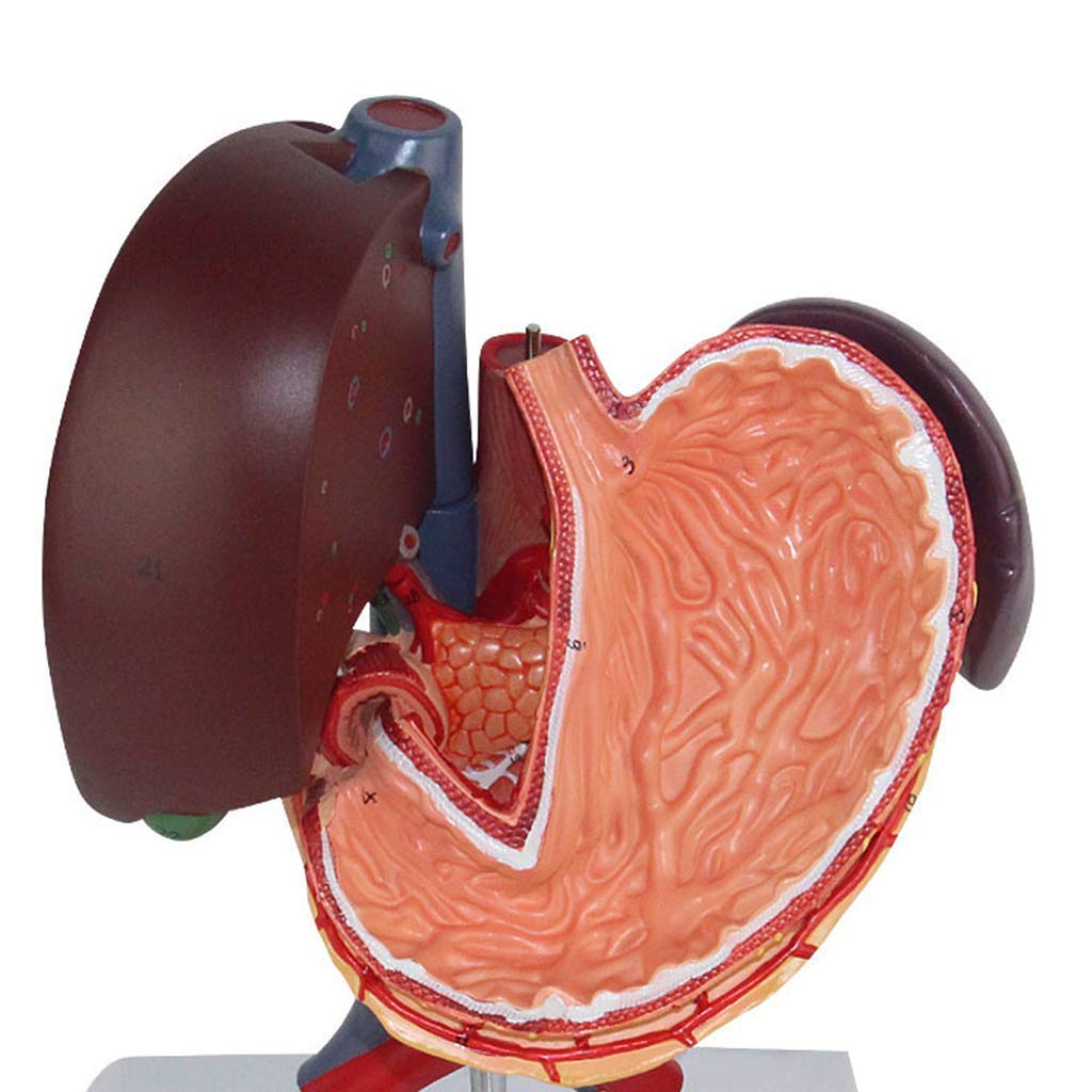 Section Duodénale Hépatopancréatique Modèle Anatomie du Corps Humain Aide Éducative Et Éducation